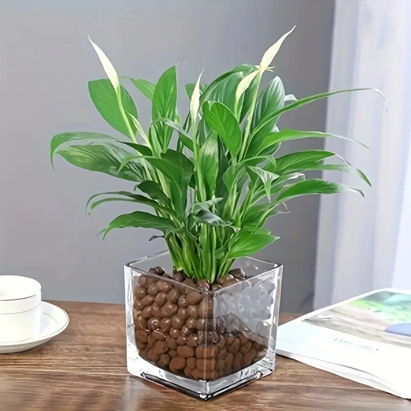 1LB Reusable Hydroponic Clay P - Clay Pebble Growing 评论和价格